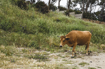 free cows in the field