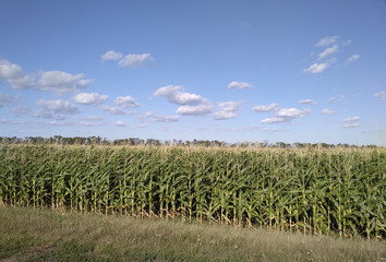 Fototapeta na wymiar Cornfield, Кукурузное поле
