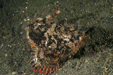 Bandtail scorpionfish, Scorpaenopsis neglecta, Sulawesi Indonesia.