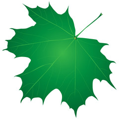 Fototapeta premium Green maple leaf