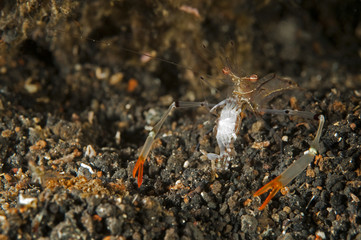 Shrimp, Kemponia tenuipes, eating a crab Sulawesi Indonesia..