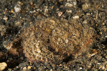 Bandtail scorpionfish, Scorpaenopsis neglecta, Sulawesi Indonesia.