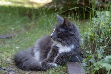 Naklejka na ściany i meble Norwegian Forest Cat