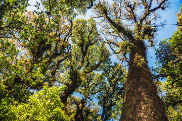 Natural background Swamp tree. The branches of the trees in the swamp. Thailand.