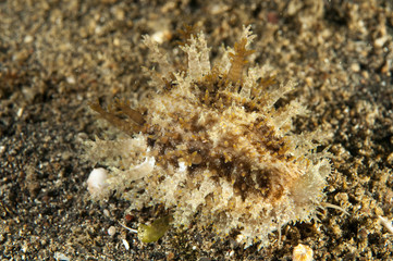 Cowrie, Erosaria helvola, Sulawesi Indonesia.