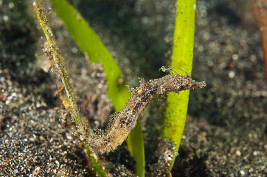 Pigmy pipehorse, Acentronura breviperula, Sulawesi Indonesia.