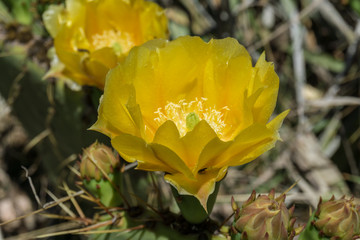 Cactus flowers