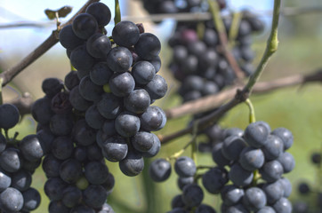 Grapes