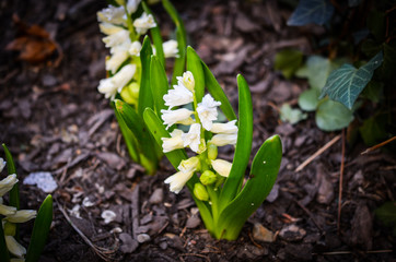 spring flowers close up view