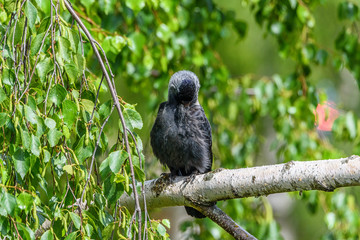 The crow cleans feathers. It sits on a branch.