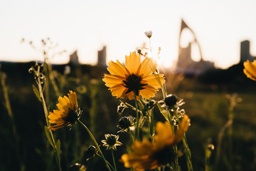 Yellow Flowers And Backlight