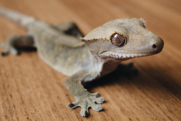 Crested Gecko
