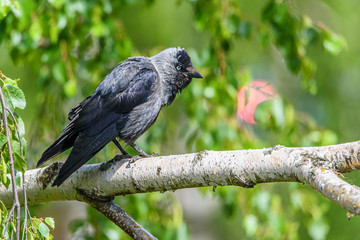 the crow sits on a branch