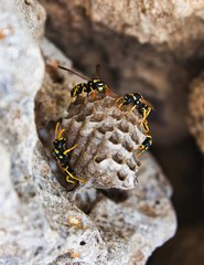 Wasps guarding the nest attached to a rock