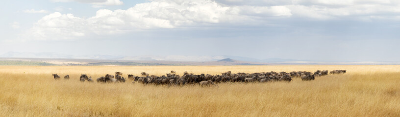 Wildebeest herd panorama in the red oat grass of the Masai Mara, Kenya © Rixie