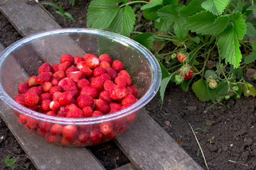 a bush of strawberries with red ripe berries in the garden and a harvested crop standing next to in a cup