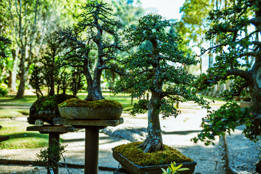 Natural Park Bonsai Tree. In the park