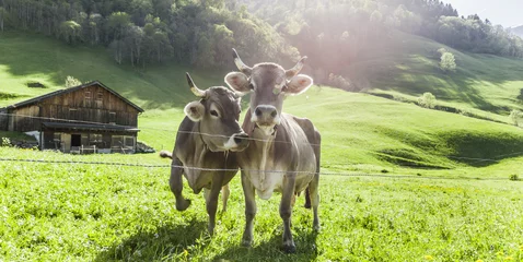 Küchenrückwand glas motiv Kuh Kühe auf der Alm