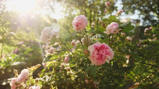 Beautiful floral background in sunset light of spring or summer sun. Slow motion footage of flowerbed with growing pink curling roses slightly moving in wind