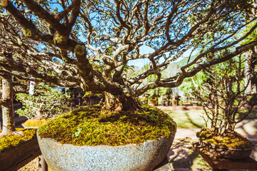 Natural Park Bonsai Tree. In the park