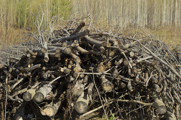 deforestation. Protection of Nature