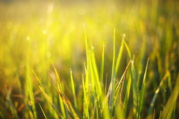 dew drops in the sun on the grass, abstract bokeh and focus