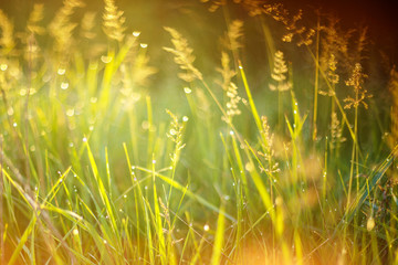beautiful grass in the sun, beautiful background with focus and light from the sun