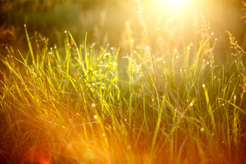 beautiful grass in the sun, beautiful background with focus and light from the sun