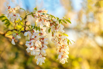 beautiful acacia blooms in the sun in the spring