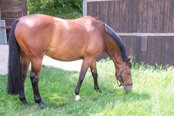 Portrait of a red horse on a green background. The head of an animal in profile. A young mare of an Arab