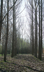 A treeline of birch trees