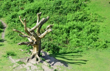 A stripped tree at Leith Hill in Surrey, England
