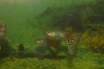 Fototapeta premium Fish aquarium guppy