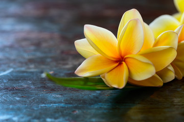 Yellow frangipani plumeria flowers on dark blue wooden table