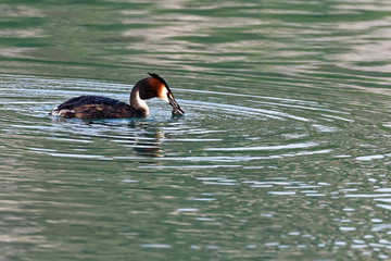Grèbe huppé