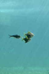 poisson dans l'ocean indien