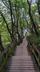 Fototapeta na wymiar Treppe im Wald in Dänemark