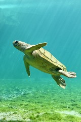 tortue de l'ocean indien dans la lueur de l'eau 