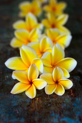 Yellow frangipani plumeria flowers on dark blue wooden table.
