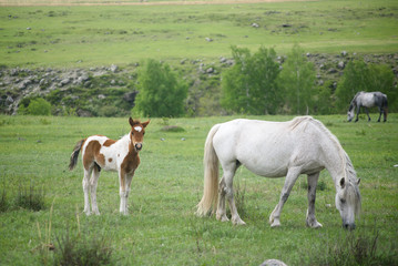 A foal and a horse sit on a green meadow.
