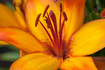 leuchtend orange Lilienbl&uuml;te
