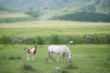 A foal and a horse sit on a green meadow.
