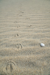 Fototapeta na wymiar Footprints on the white sand background