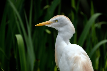Cattle Egret portrait