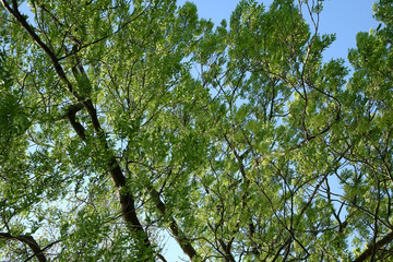 Baumkrone im Frühling vor blauen Himmel