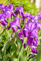 Close up of purple Japanese iris flowers