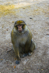 Wild monkeys at Azrou, Morocco