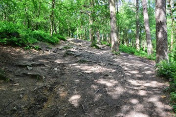 Exposed tree roots on Leith hill in Surrey.
