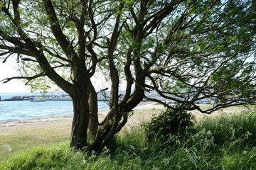 Grünzone mit Baumbestand an der Küste