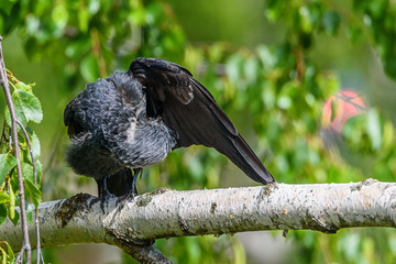 The crow cleans its wings. It sits on a branch